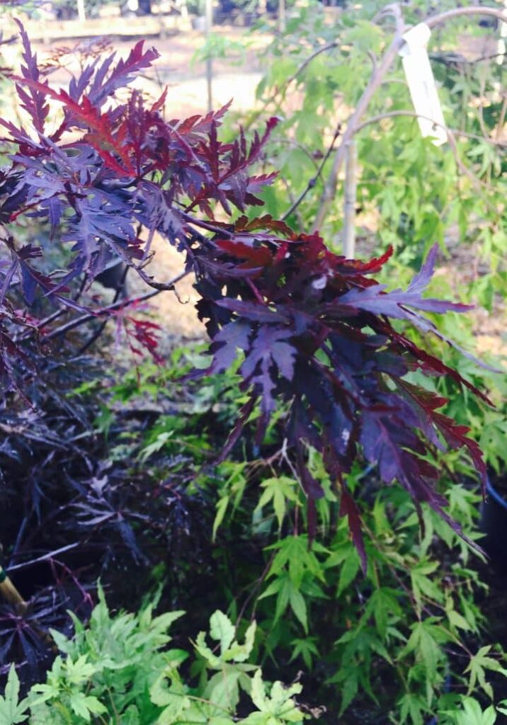 'Red Dragon' Foliage