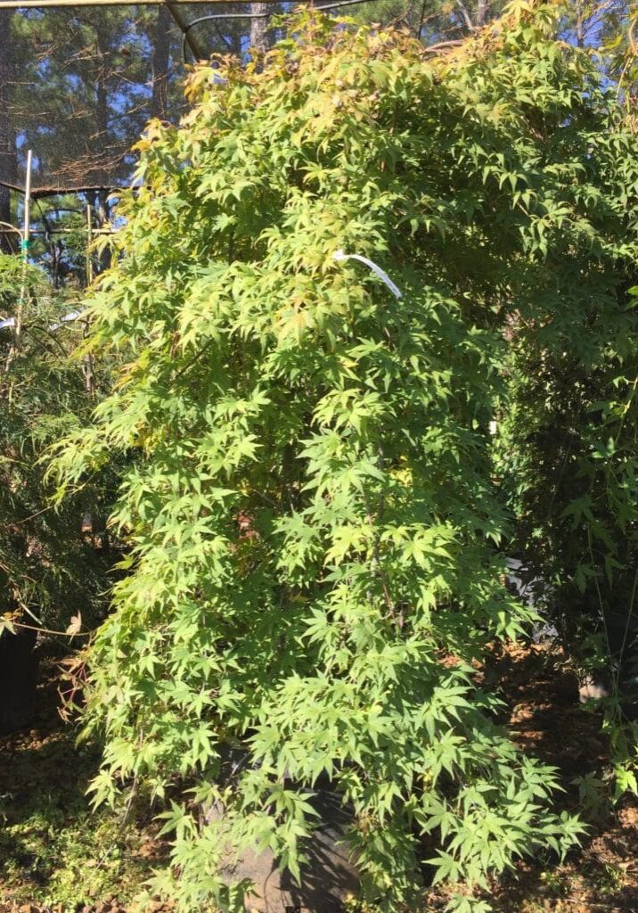 'Ryusen' Summer Foliage