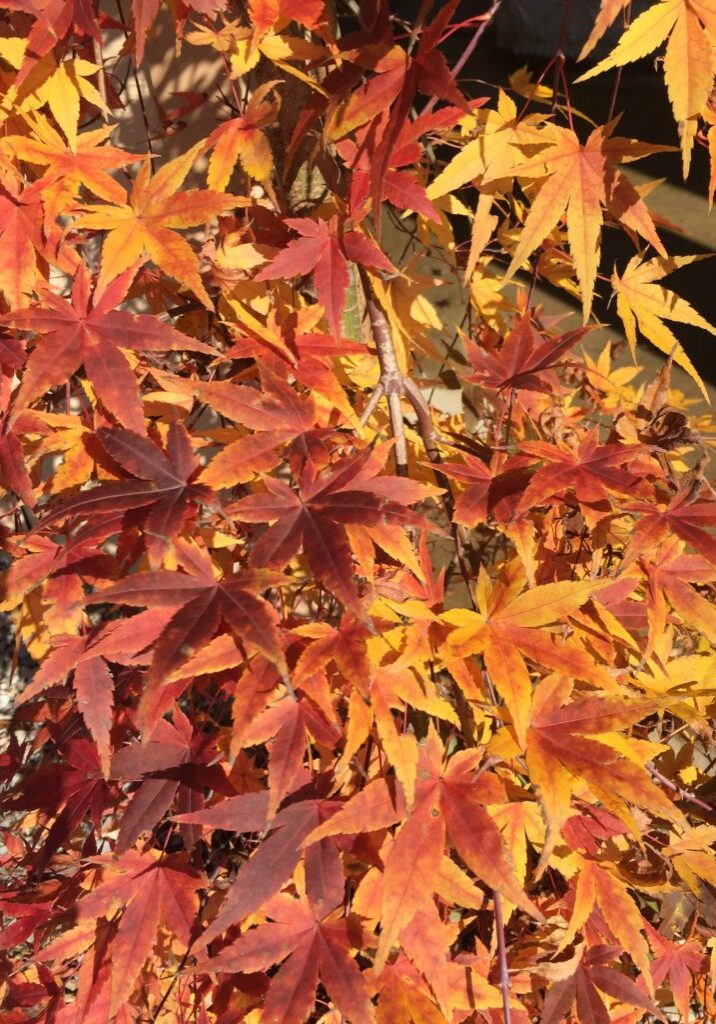 'Ryusen' Fall Foliage