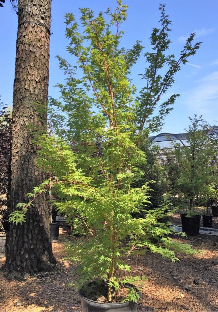 'Sango Kaku'
Coral Bark Maple