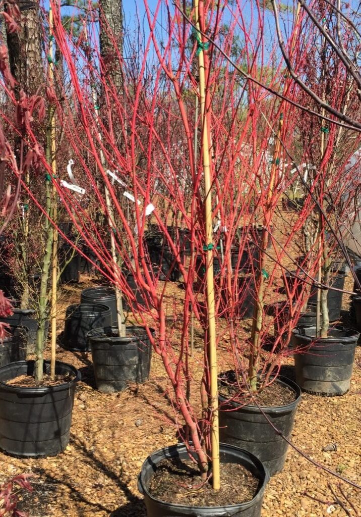 'Sango Kaku'
Coral Branches in Winter