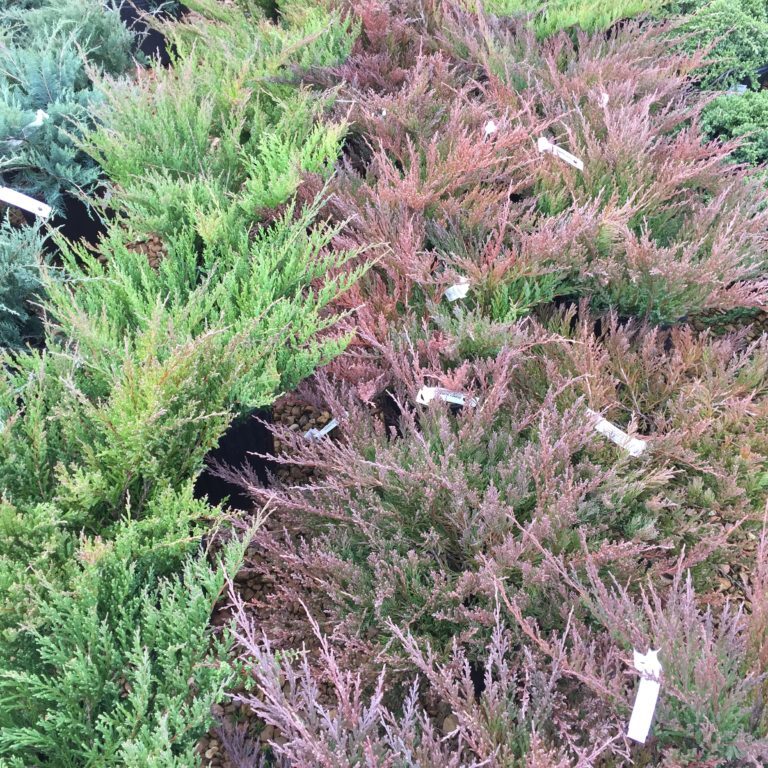 Juniper Shrubs