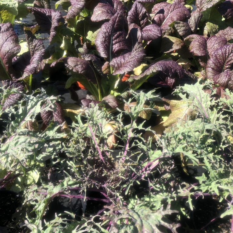 Peacock Kale & Red Mustard