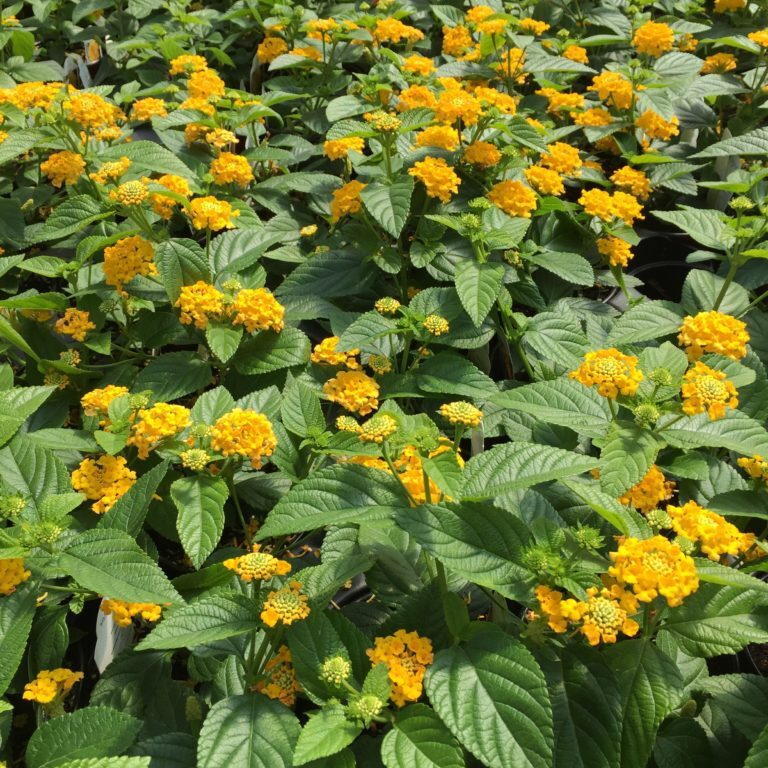 'Pot of Gold' Lantana