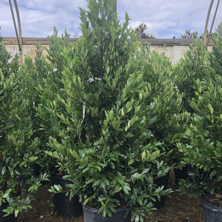 'Bright N Tight' Cherry Laurel, 15g