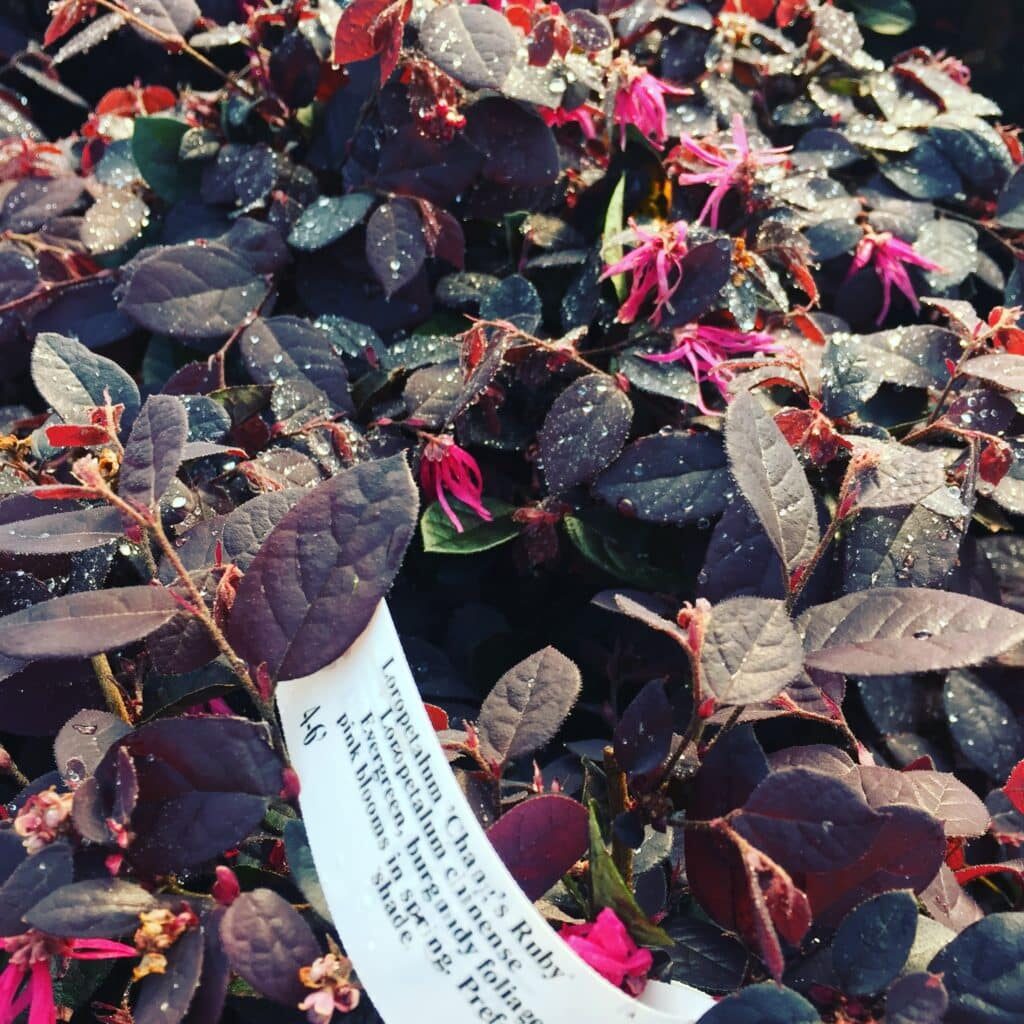 'Chang's Ruby' Loropetalum