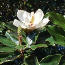 'Little Gem' Magnolia