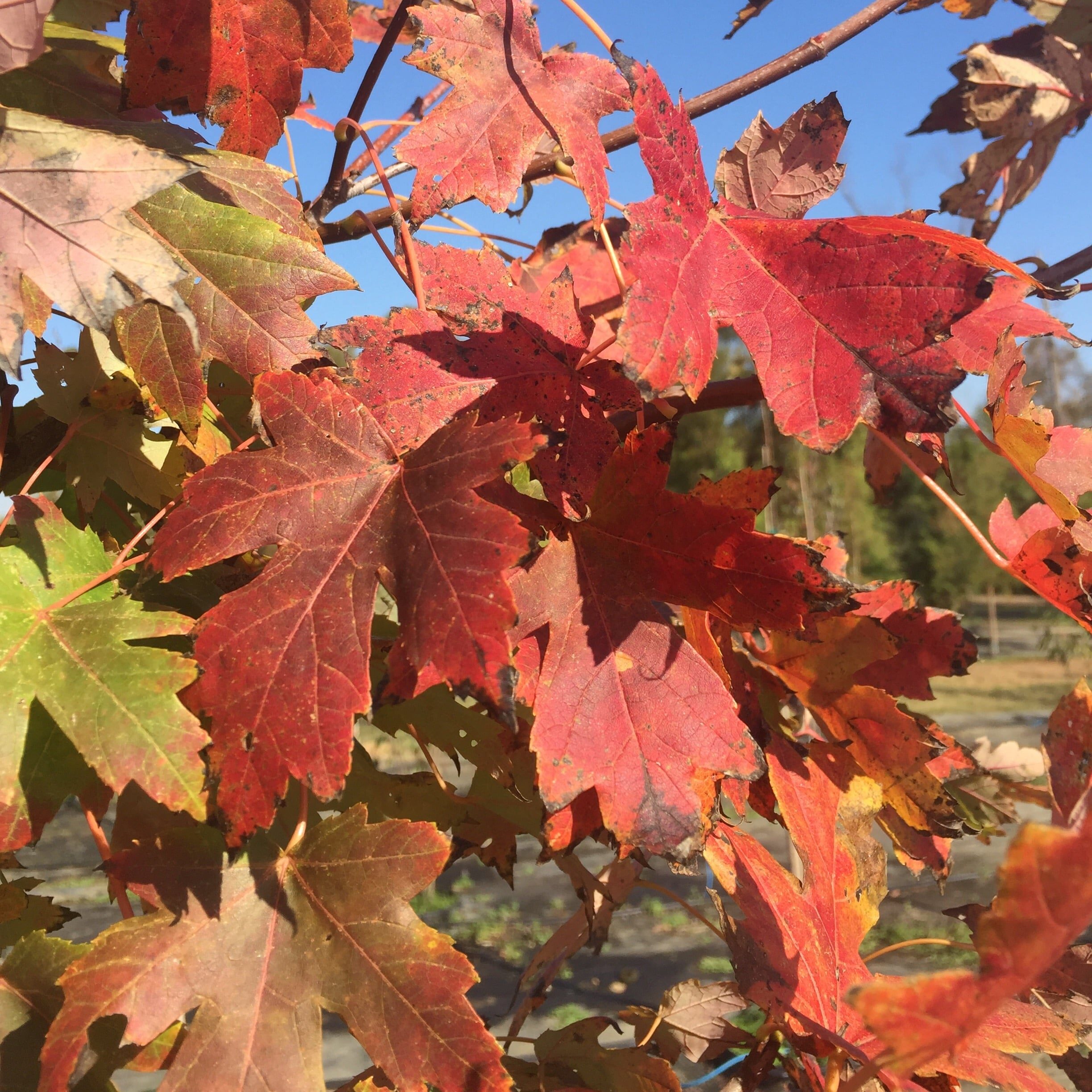 'Autumn Blaze' Maple