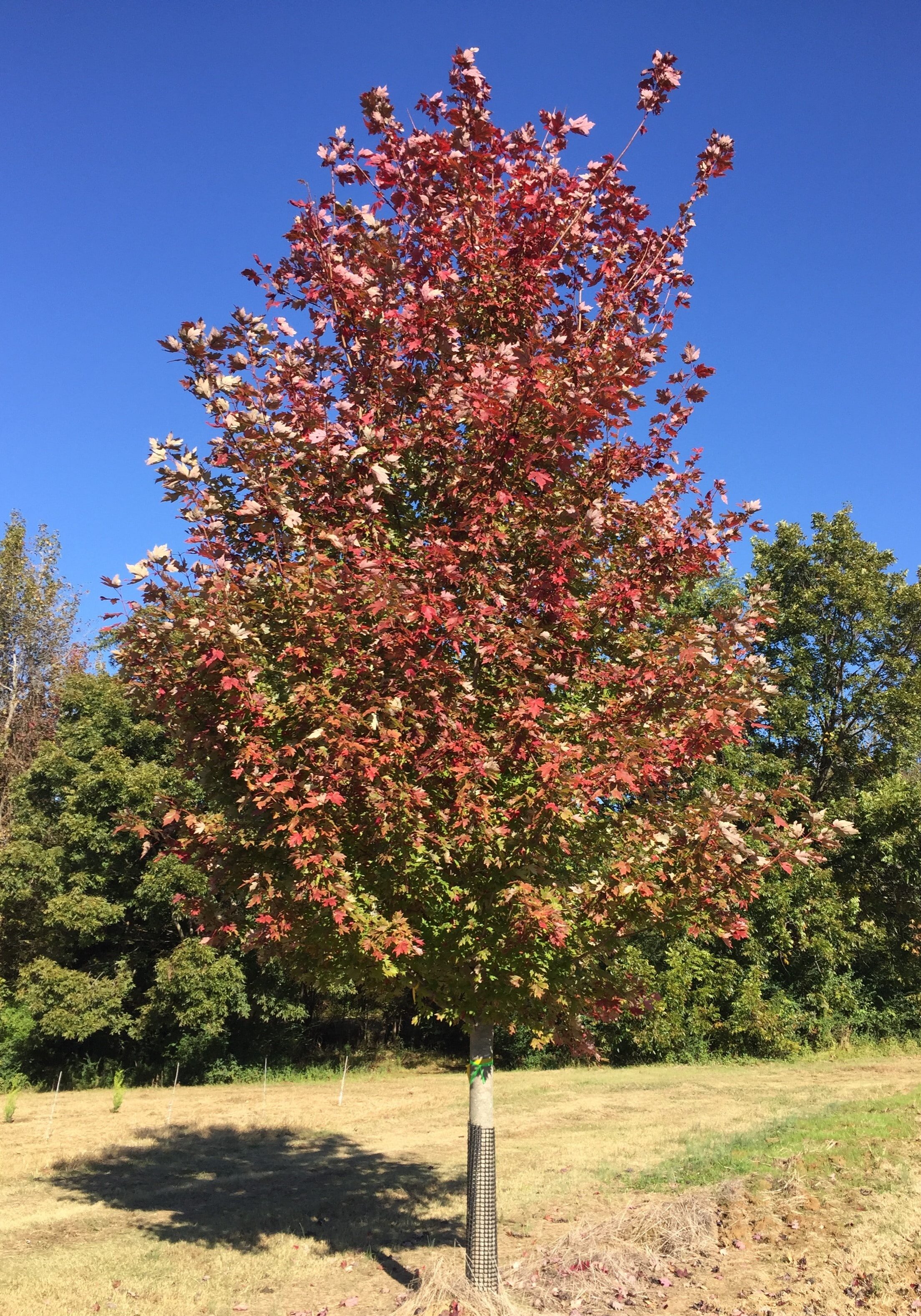 'Brandywine' Maple