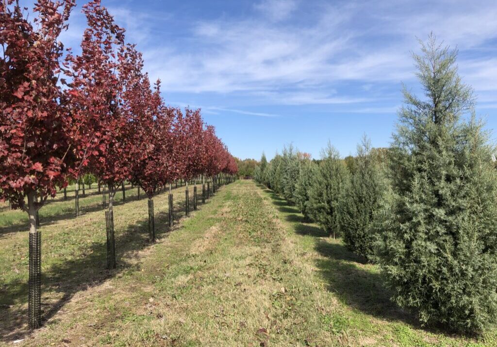 Field Grown Trees