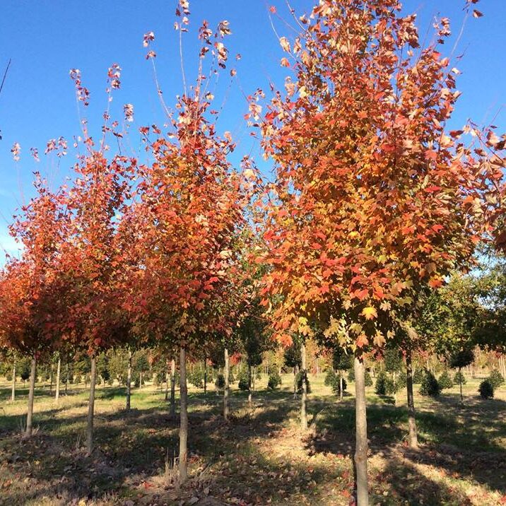 'October Glory' Maples