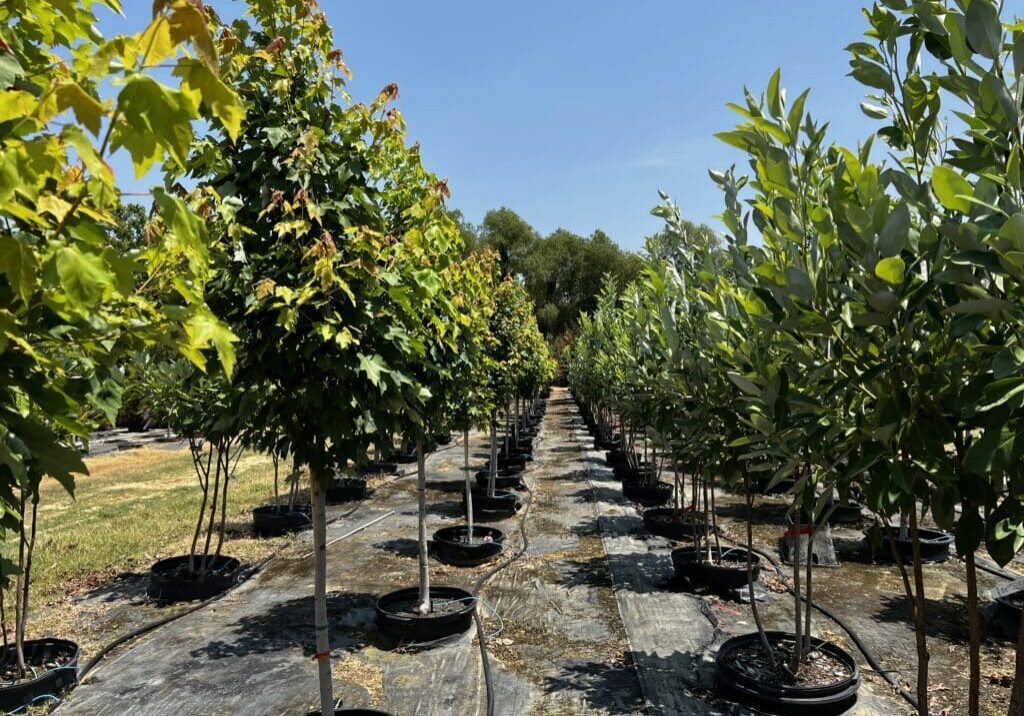 15g Pot-in-Pot: 'October Glory' Maple & 'Moonglow' Sweetbay Magnolia 