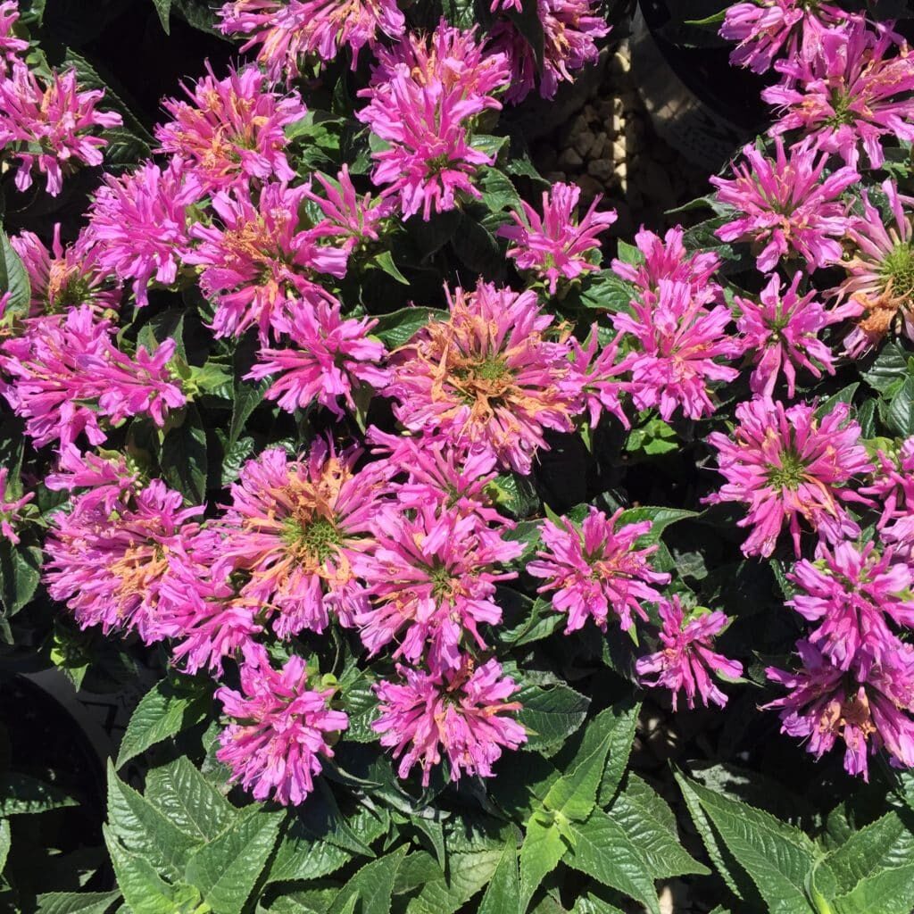 'Pardon My Lavender' Monarda