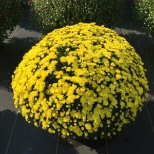 'Moonglow Yellow'