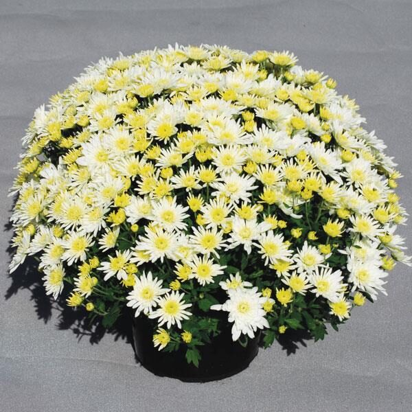 'Starburst White'*