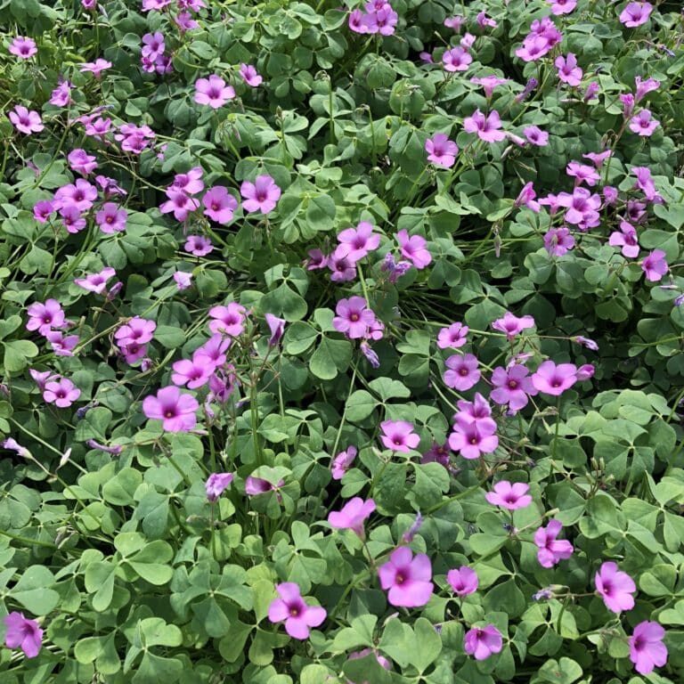 'Pink Pillow' Oxalis