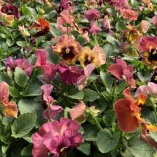 'Persian Medley' Delta™ Pansy