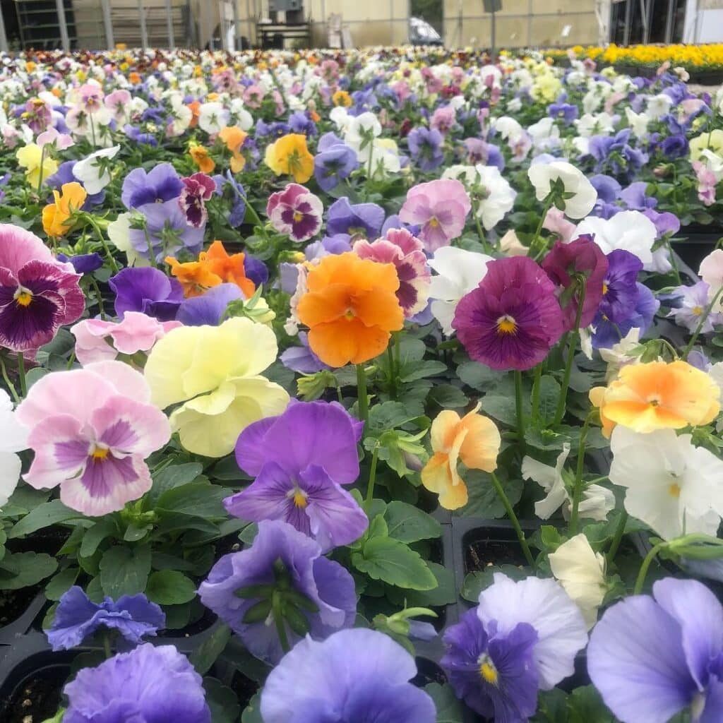 'Watercolors Mix' Delta™ Pansy