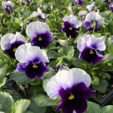 'Beaconsfield' Matrix® Pansy