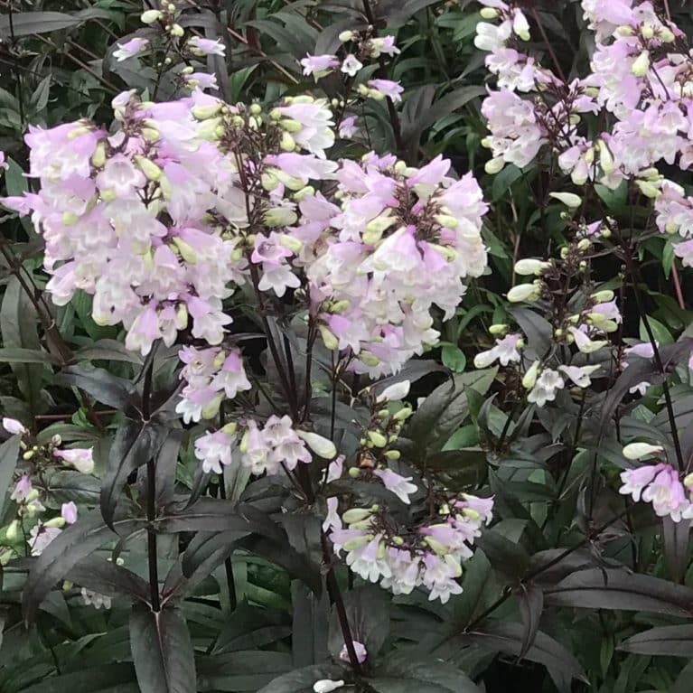 'Blackbeard' Penstemon