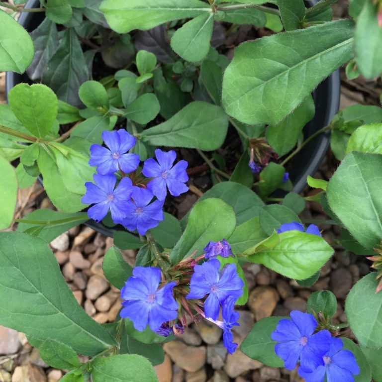 Hardy Plumbago