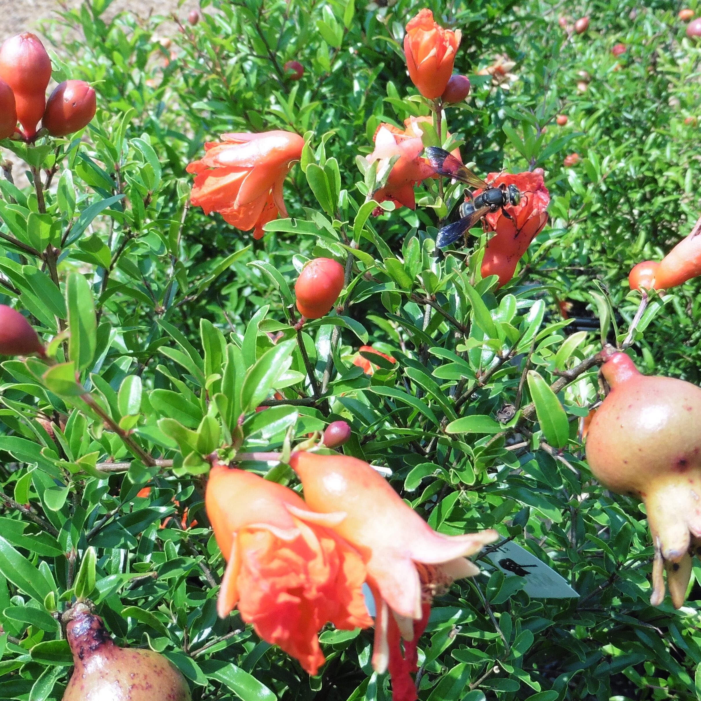 'Nana' Pomegranate