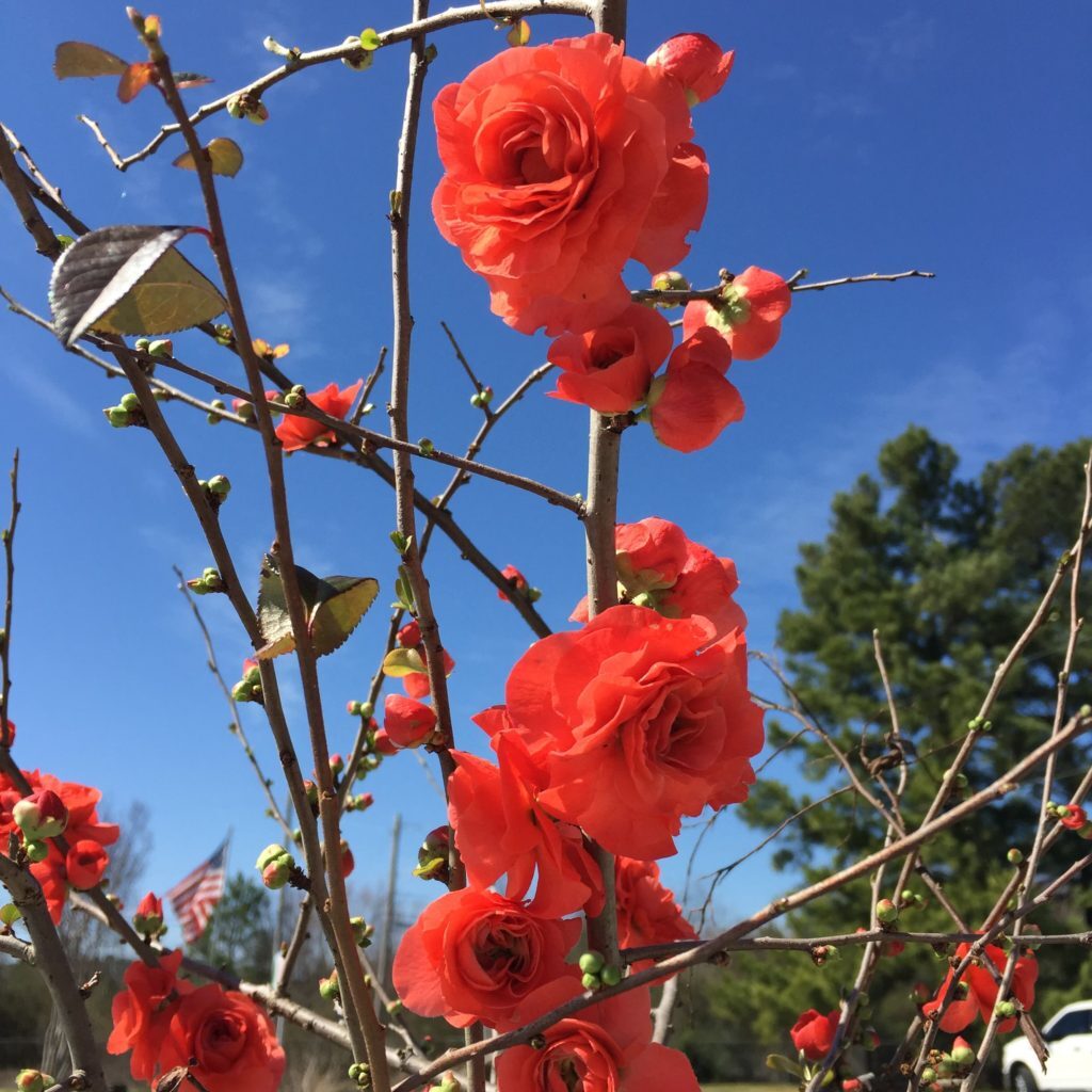 Double Take Orange™ Quince