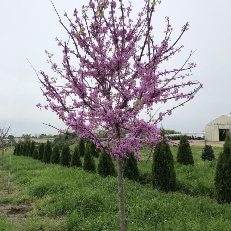 Eastern Redbud