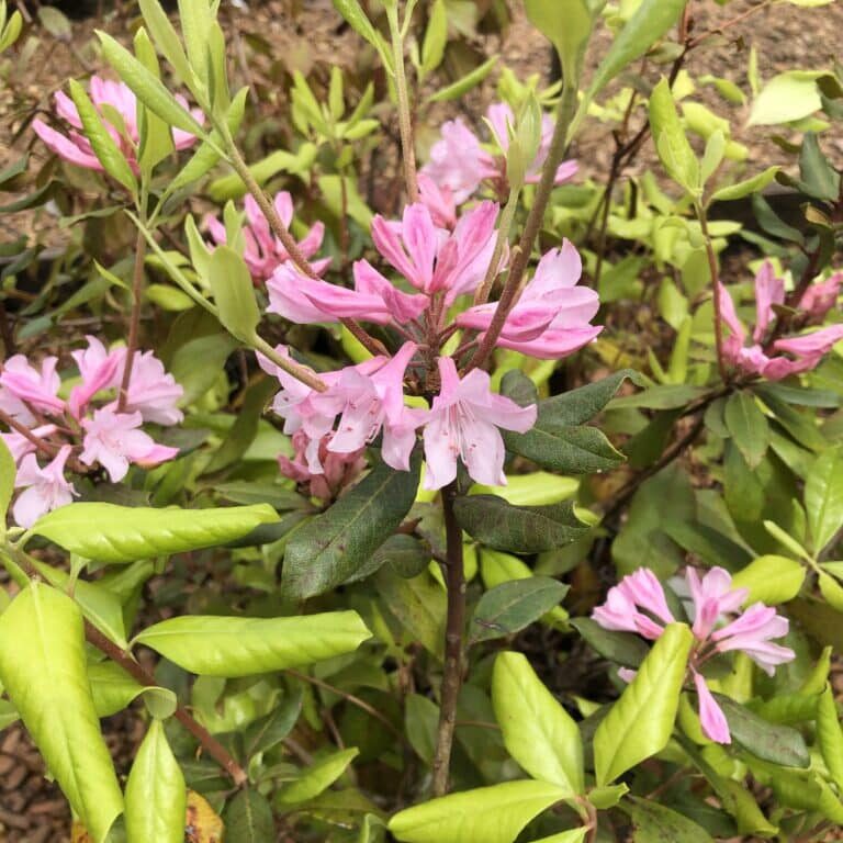 Piedmont Azalea (R. Minus)