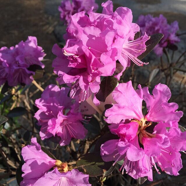 'PJM' Rhododendron (evergreen)