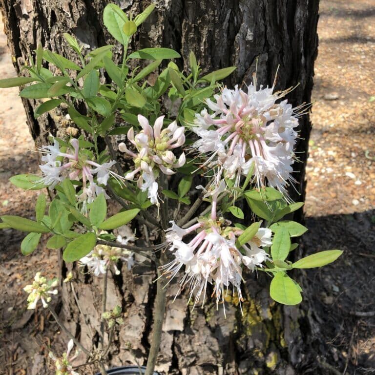 Alabama Azalea (R. alabamense)