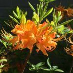 'Florida' Azalea (R. austrinum)