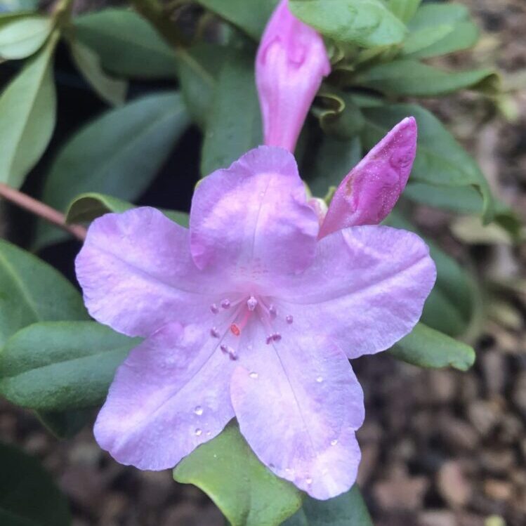 'Southern Cerise' Azalea (R. minus)