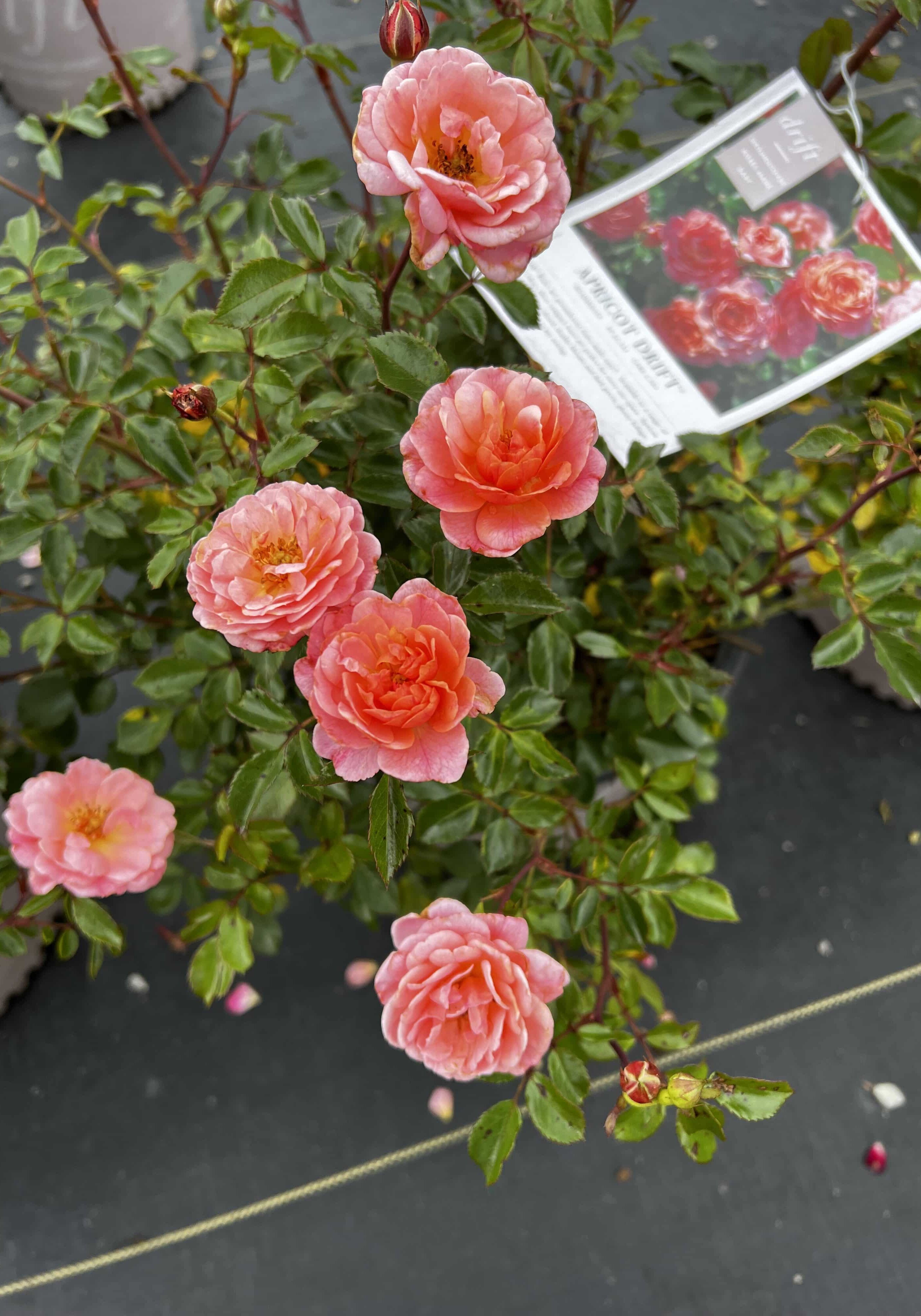 Apricot Drift® Rose