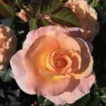 'Daybreaker' Floribunda Rose