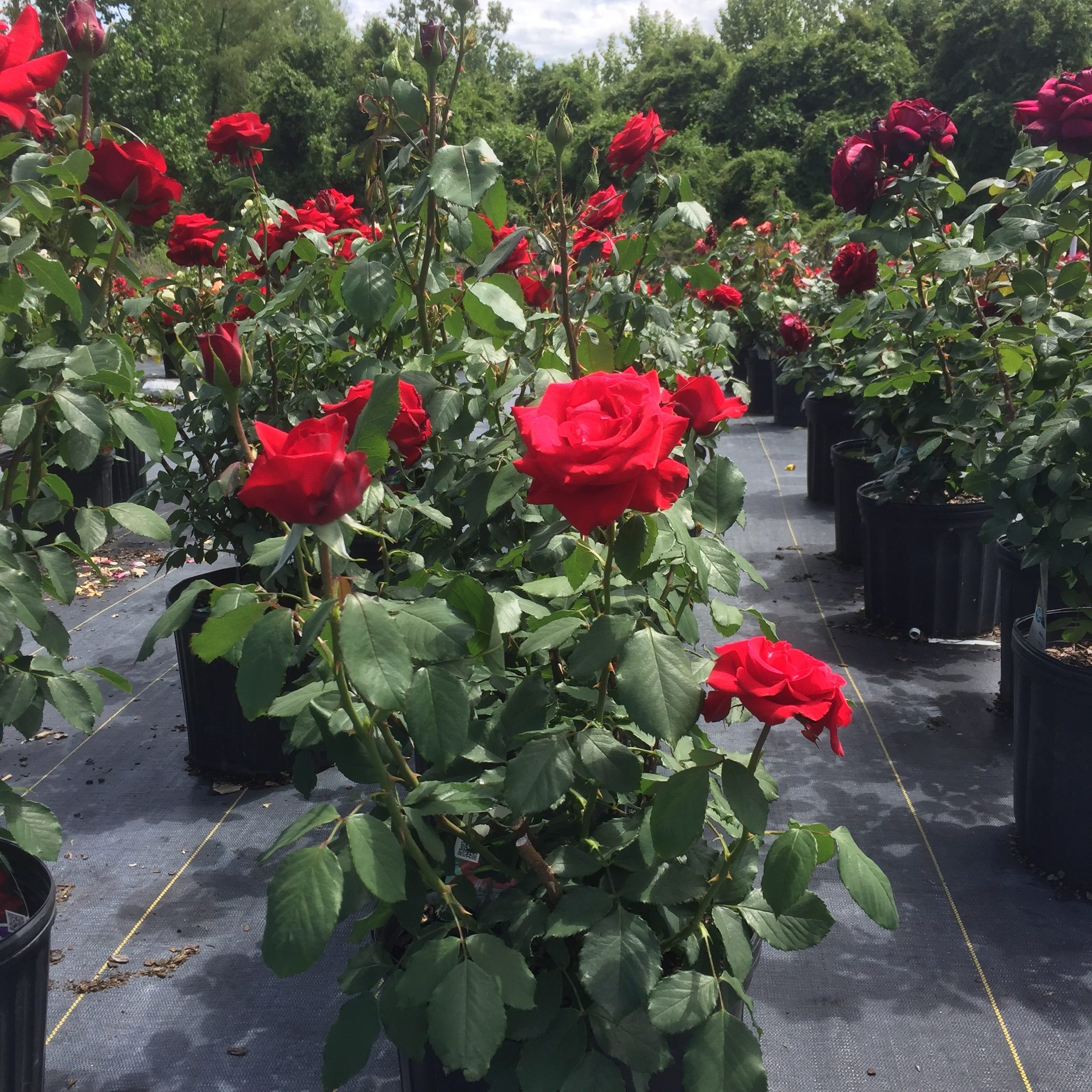 'Olympiad' Hybrid Tea Rose