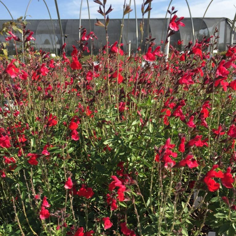 'Radio Red' Salvia