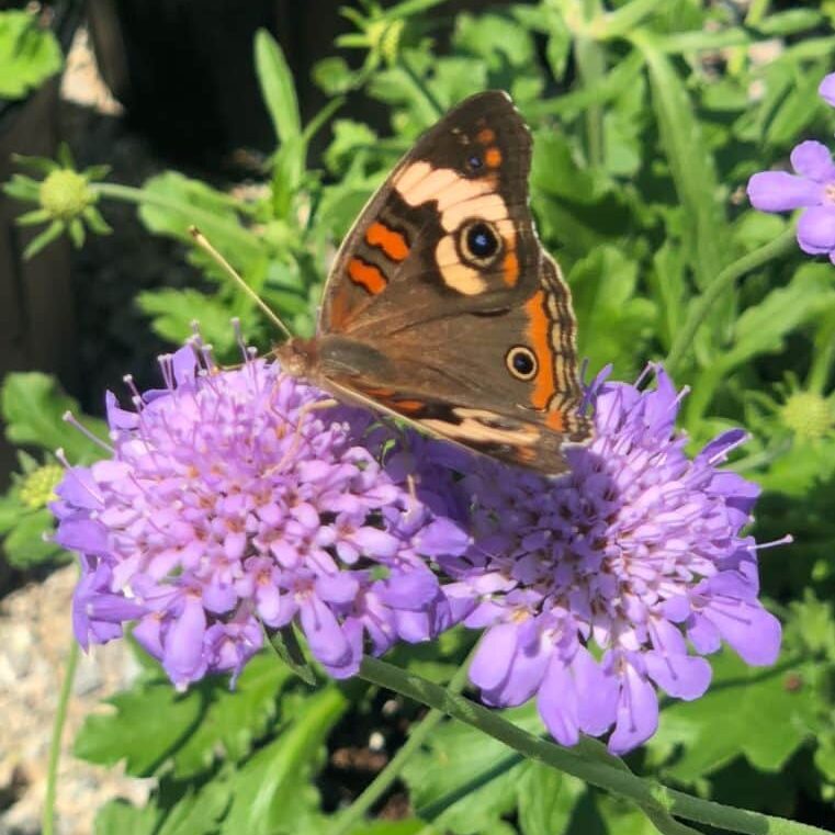 'Butterfly Blue' Pincushion Flower