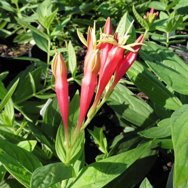 Spigelia