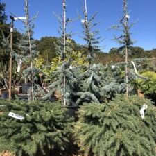 'Bird's Nest' Spruce & Atlas Cedar