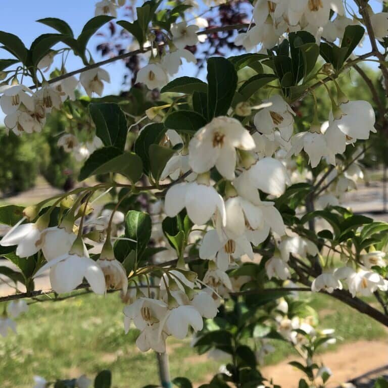 Japanese Snowbells on Styrax Tree