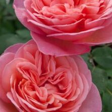 'Sweet Mademoiselle' (Photo by Star® Roses & Plants)