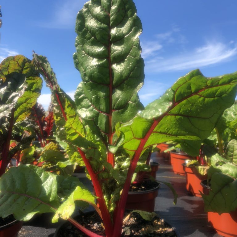 'Bright Lights' Swiss Chard