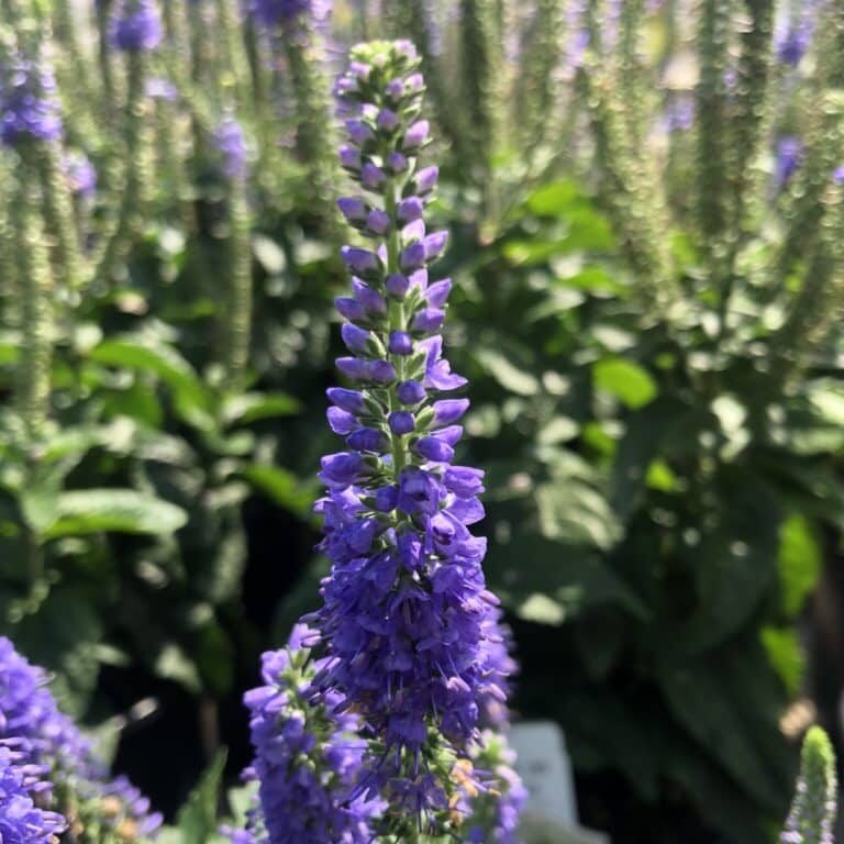 'Sunny Border Blue' Veronica