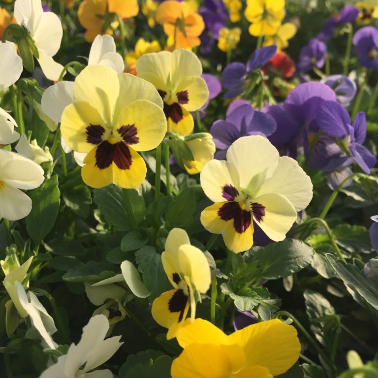 'Dabney Mix' Violas