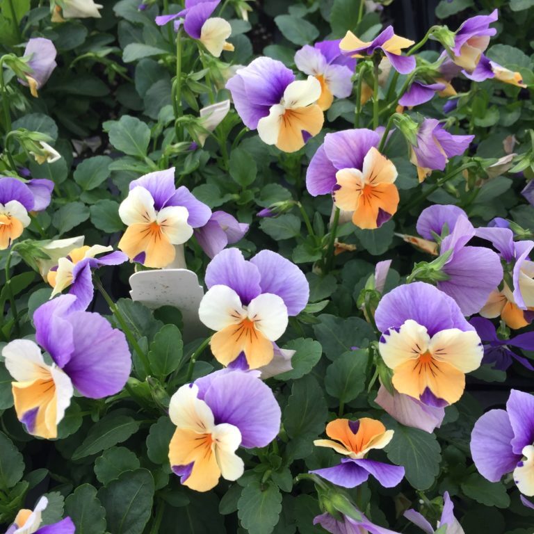 'Peach Jump-Up' Penny Violas