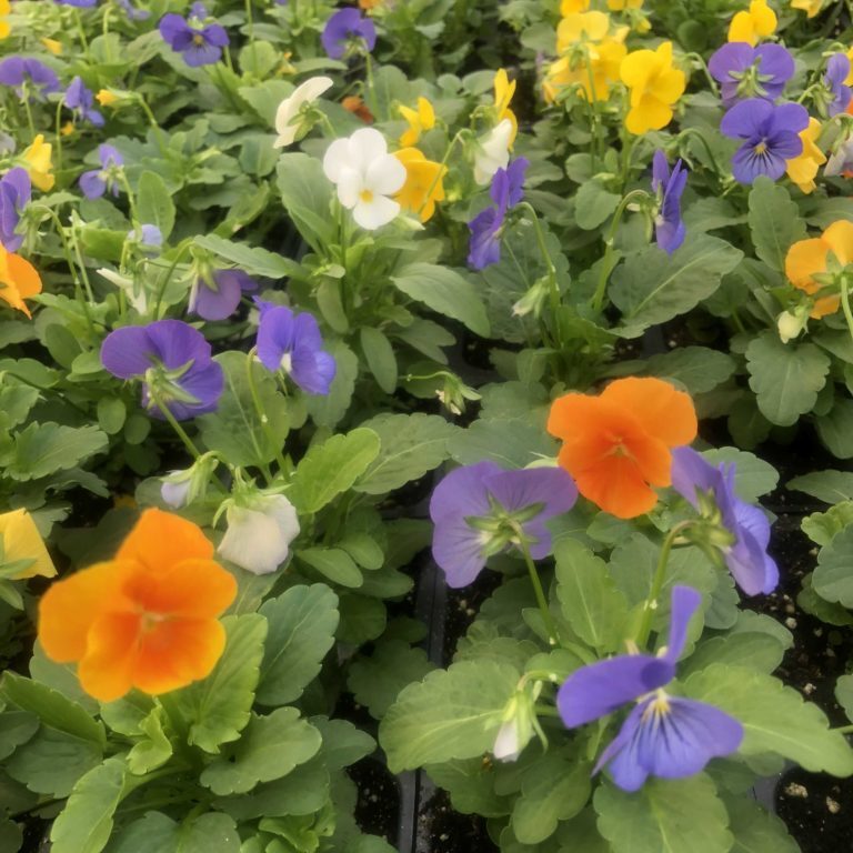 'All Season Mix' Sorbet Violas