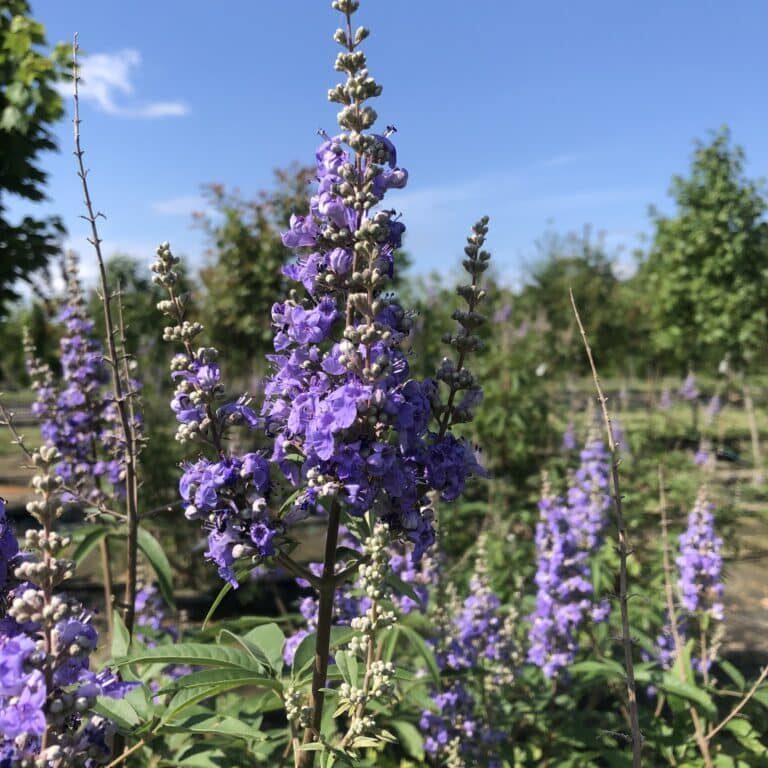 'Shoals Creek' Vitex