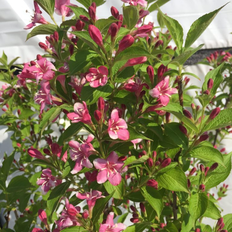 'Pink Poppet' Weigela