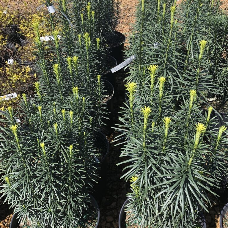 'Fastigiata' Yew (tall)